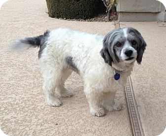 Lhasa Apso Mix Dog for Sale in Chandler, Arizona - Benson Lhasa Apso Mix Dog for Sale in Chandler, Arizona - Benson