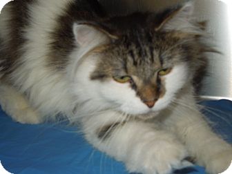 Domestic Mediumhair Cat for Sale in Medina, Ohio - Hermione Domestic Mediumhair Cat for Sale in Medina, Ohio - Hermione