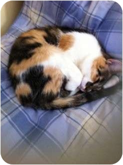 Calico Cat for Sale in Pittstown, New Jersey - Morgan Calico Cat for Sale in Pittstown, New Jersey - Morgan