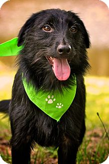 Terrier (Unknown Type, Medium)/Deerhound Mix Dog for Sale in Wilmington, Delaware - Mae Mae Terrier (Unknown Type, Medium)/Deerhound Mix Dog for Sale in Wilmington, Delaware - Mae Mae
