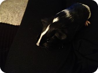 Guinea Pig for Sale in johnson creek, Wisconsin - dottie Guinea Pig for Sale in johnson creek, Wisconsin - dottie