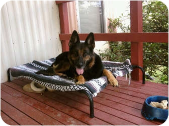 German Shepherd Dog Dog for Sale in Greeneville, Tennessee - Leila German Shepherd Dog Dog for Sale in Greeneville, Tennessee - Leila