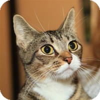 Domestic Shorthair Cat for Sale in Albany, New York - Molly Domestic Shorthair Cat for Sale in Albany, New York - Molly