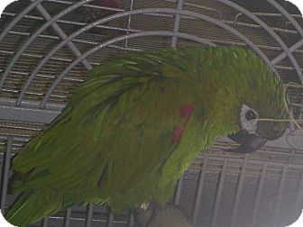 Macaw for Sale in Punta Gorda, Florida - Bucky Macaw for Sale in Punta Gorda, Florida - Bucky
