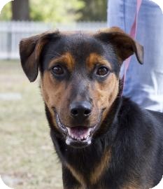 Labrador Retriever/Rottweiler Mix Dog for Sale in Gainesville, Florida - Bailey Labrador Retriever/Rottweiler Mix Dog for Sale in Gainesville, Florida - Bailey