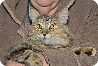 Maine Coon Cat for Sale in Ranch Palos Verdes, California - Mitzi Maine Coon Cat for Sale in Ranch Palos Verdes, California - Mitzi