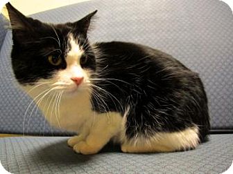 Domestic Shorthair Cat for Sale in Jackson, Michigan - Willow Domestic Shorthair Cat for Sale in Jackson, Michigan - Willow