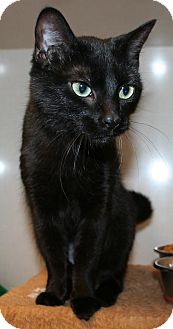 Domestic Shorthair Cat for Sale in Edmonton, Alberta - Hailey Domestic Shorthair Cat for Sale in Edmonton, Alberta - Hailey
