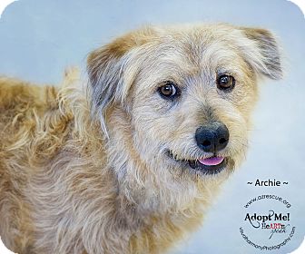 Briard/Basset Hound Mix Dog for Sale in Phoenix, Arizona - Archie Briard/Basset Hound Mix Dog for Sale in Phoenix, Arizona - Archie