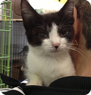 Domestic Shorthair Kitten for Sale in Oceanside, New York - Rufus Domestic Shorthair Kitten for Sale in Oceanside, New York - Rufus