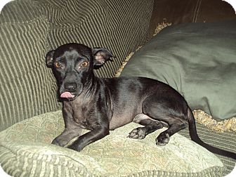 Dachshund/Chihuahua Mix Dog for Sale in NA, Oklahoma - Chewy Dachshund/Chihuahua Mix Dog for Sale in NA, Oklahoma - Chewy