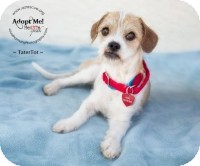 Terrier (Unknown Type, Small) Mix Dog for Sale in Phoenix, Arizona - TaterTot Terrier (Unknown Type, Small) Mix Dog for Sale in Phoenix, Arizona - TaterTot