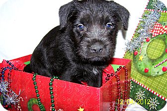 Schnauzer (Standard) Mix Puppy for Sale in Niagra Falls, New York - Sam $50.00 Off Fee Schnauzer (Standard) Mix Puppy for Sale in Niagra Falls, New York - Sam $50.00 Off Fee
