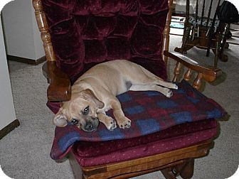 Pug/Beagle Mix Dog for Sale in Chippewa Falls, Wisconsin - Nemo Pug/Beagle Mix Dog for Sale in Chippewa Falls, Wisconsin - Nemo