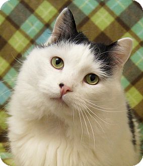 Turkish Van Cat for Sale in Colorado Springs, Colorado - Tweety Turkish Van Cat for Sale in Colorado Springs, Colorado - Tweety