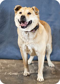 Chow Chow/Golden Retriever Mix Dog for Sale in Westminster, Colorado - Goldie Chow Chow/Golden Retriever Mix Dog for Sale in Westminster, Colorado - Goldie