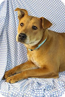 Shepherd (Unknown Type)/Australian Cattle Dog Mix Dog for Sale in Westminster, Colorado - Princess Shepherd (Unknown Type)/Australian Cattle Dog Mix Dog for Sale in Westminster, Colorado - Princess