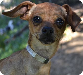 Dachshund Chiwawa Mix