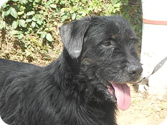 Schnauzer (Miniature)/Basset Hound Mix Dog for Sale in Chula Vista, California - Toto Schnauzer (Miniature)/Basset Hound Mix Dog for Sale in Chula Vista, California - Toto