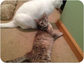 Domestic Shorthair Cat for Sale in East Hanover, New Jersey - Taffy Domestic Shorthair Cat for Sale in East Hanover, New Jersey - Taffy
