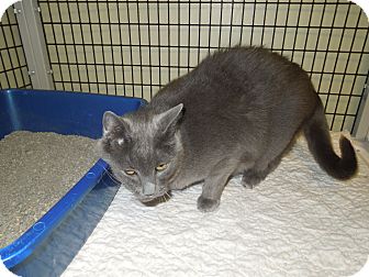 Domestic Shorthair Cat for Sale in Medina, Ohio - Chloe Domestic Shorthair Cat for Sale in Medina, Ohio - Chloe
