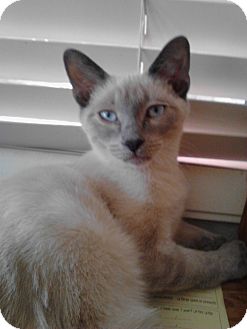 Siamese Kitten for Sale in Mesa, Arizona - Frank Siamese Kitten for Sale in Mesa, Arizona - Frank