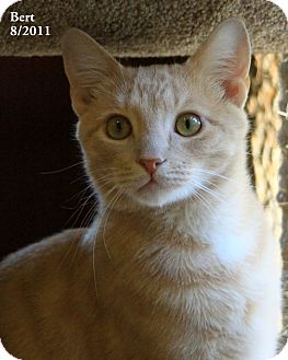 Domestic Shorthair Cat for Sale in Gaithersburg, Maryland - Bert Domestic Shorthair Cat for Sale in Gaithersburg, Maryland - Bert