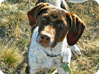 German Shorthaired Pointer Mix Dog for Sale in Cheyenne, Wyoming - Carl German Shorthaired Pointer Mix Dog for Sale in Cheyenne, Wyoming - Carl
