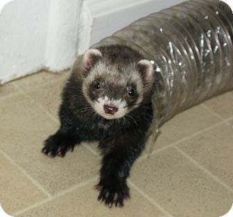 Ferret for Sale in South Hadley, Massachusetts - Joey Ferret for Sale in South Hadley, Massachusetts - Joey