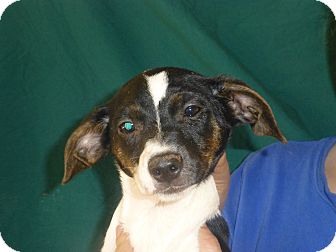 Beagle/Jack Russell Terrier Mix Puppy for Sale in Oviedo, Florida - Shelly Beagle/Jack Russell Terrier Mix Puppy for Sale in Oviedo, Florida - Shelly