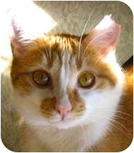 Domestic Shorthair Cat for Sale in Tucker, Georgia - Chester Domestic Shorthair Cat for Sale in Tucker, Georgia - Chester