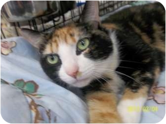 Calico Cat for Sale in Riverside, Rhode Island - Madeline Calico Cat for Sale in Riverside, Rhode Island - Madeline
