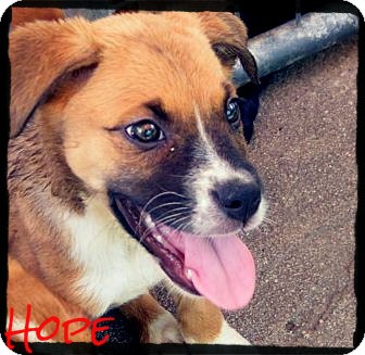 Australian Shepherd/Boxer Mix Puppy for Sale in anywhere, New Hampshire - Hope *Reduced Adoption Fee* Australian Shepherd/Boxer Mix Puppy for Sale in anywhere, New Hampshire - Hope *Reduced Adoption Fee*