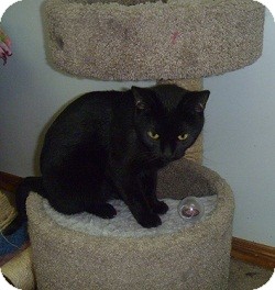 Domestic Shorthair Cat for Sale in Hamburg, New York - Zodiac Domestic Shorthair Cat for Sale in Hamburg, New York - Zodiac
