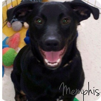German Shepherd Dog/Labrador Retriever Mix Puppy for Sale in Westland, Michigan - Memphis German Shepherd Dog/Labrador Retriever Mix Puppy for Sale in Westland, Michigan - Memphis