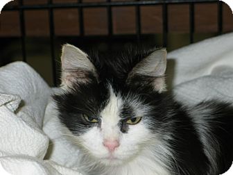 Domestic Mediumhair Cat for Sale in West Dundee, Illinois - Betsy Domestic Mediumhair Cat for Sale in West Dundee, Illinois - Betsy