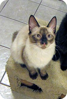 Siamese Cat for Sale in Long Beach, California - Liam Siamese Cat for Sale in Long Beach, California - Liam