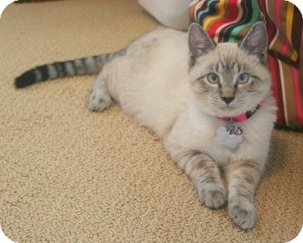 Domestic Mediumhair Kitten for Sale in Boise, Idaho - Rogue Domestic Mediumhair Kitten for Sale in Boise, Idaho - Rogue