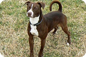 American Pit Bull Terrier Dog for Sale in Ridgely, Maryland - Dixie American Pit Bull Terrier Dog for Sale in Ridgely, Maryland - Dixie