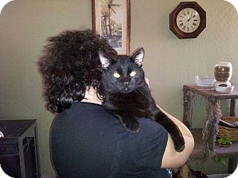 Bombay Cat for Sale in Mesa, Arizona - Taz Bombay Cat for Sale in Mesa, Arizona - Taz