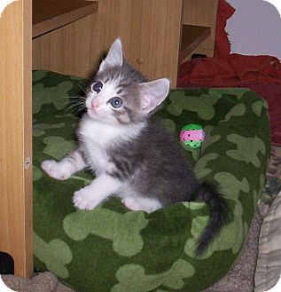Domestic Shorthair Kitten for Sale in Orlando, Florida - Whitney Domestic Shorthair Kitten for Sale in Orlando, Florida - Whitney