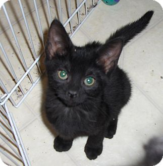 Domestic Shorthair Kitten for Sale in Richmond, Virginia - Browny Domestic Shorthair Kitten for Sale in Richmond, Virginia - Browny