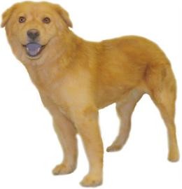 Chow Chow/Cocker Spaniel Mix Dog for Sale in Inverness, Florida - Baby Girl C. Chow Chow/Cocker Spaniel Mix Dog for Sale in Inverness, Florida - Baby Girl C.