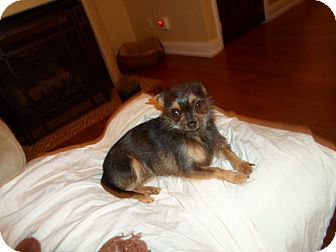 Yorkie, Yorkshire Terrier/Shih Tzu Mix Dog for Sale in Harrisonburg, Virginia - Precious Yorkie, Yorkshire Terrier/Shih Tzu Mix Dog for Sale in Harrisonburg, Virginia - Precious