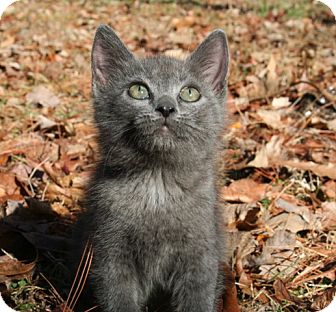 American Shorthair Kitten for Sale in Spring Valley, New York - Ren American Shorthair Kitten for Sale in Spring Valley, New York - Ren