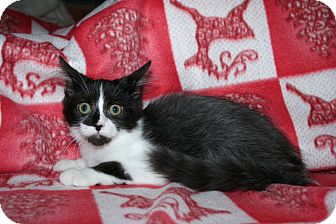 Domestic Shorthair Kitten for Sale in SantaRosa, California - Reisling Domestic Shorthair Kitten for Sale in SantaRosa, California - Reisling
