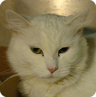 Domestic Mediumhair Cat for Sale in El Cajon, California - Lola Domestic Mediumhair Cat for Sale in El Cajon, California - Lola