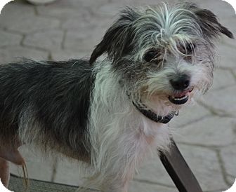 Cairn Terrier Mix Dog for Sale in Simi Valley, California - Scrappy Cairn Terrier Mix Dog for Sale in Simi Valley, California - Scrappy