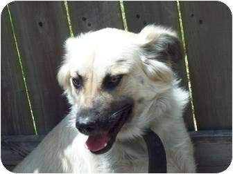 Spaniel (Unknown Type)/German Shepherd Dog Mix Dog for Sale in Orlando, Florida - Fluffy Spaniel (Unknown Type)/German Shepherd Dog Mix Dog for Sale in Orlando, Florida - Fluffy