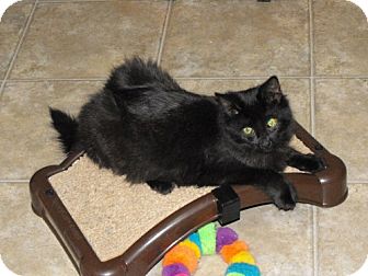 Domestic Longhair Cat for Sale in Grand Rapids, Michigan - Batty Koda Domestic Longhair Cat for Sale in Grand Rapids, Michigan - Batty Koda